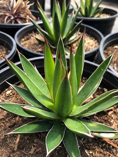 Agave ocahui