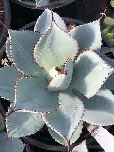 送料無料 ① Agave pygmaea ”Dragon Toes” アガベ ドラゴントゥース 第四種便 抜き苗 Flora Grubb\u0027s Guides: Agave pygmaea \u0027Dragon Toes\u0027