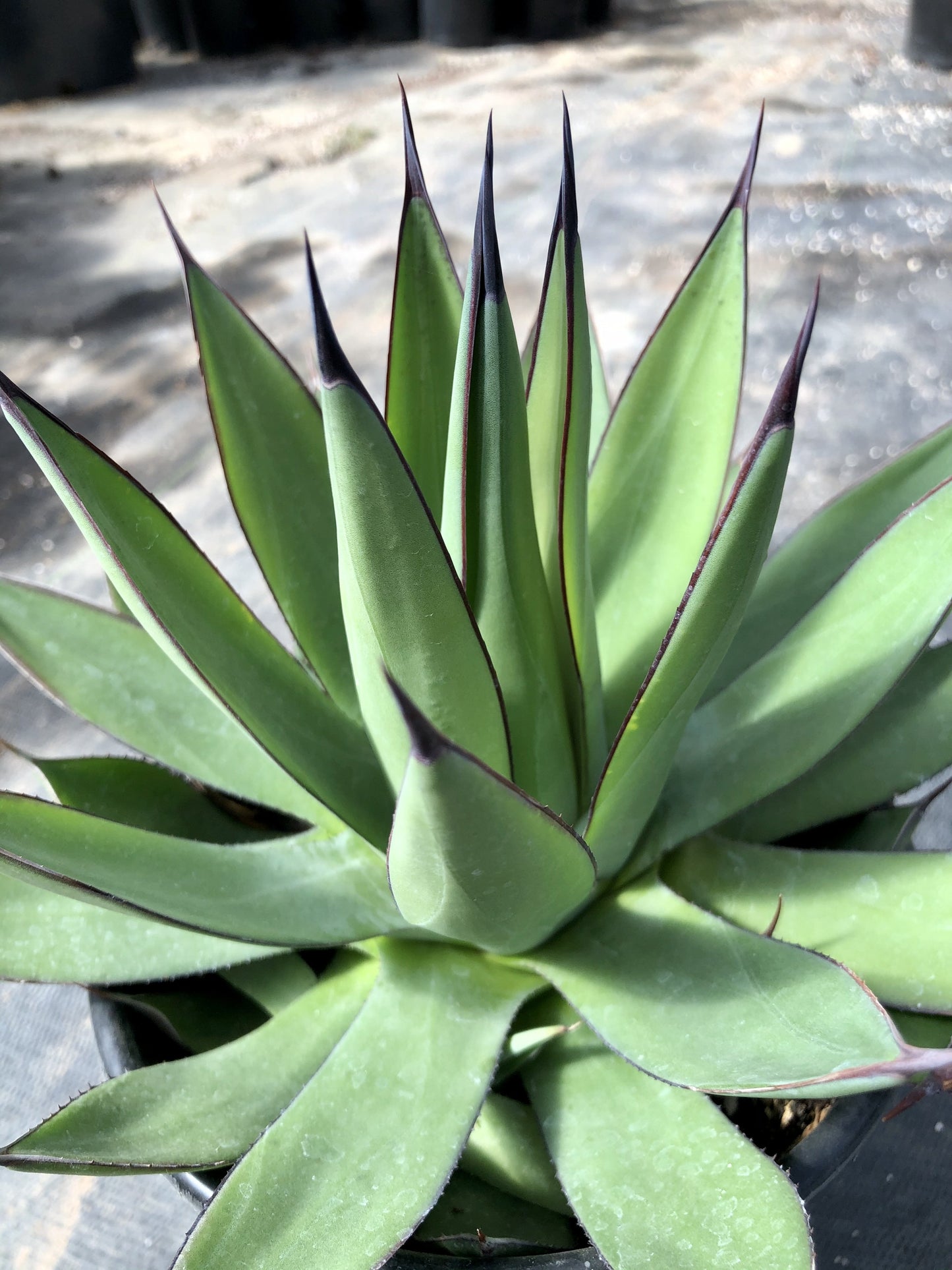 Agave 'Royal Spine'