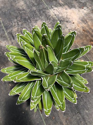 Agave victoriae-reginae