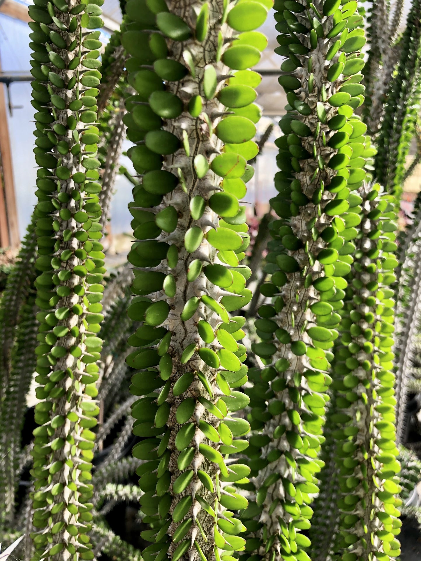 Alluaudia procera