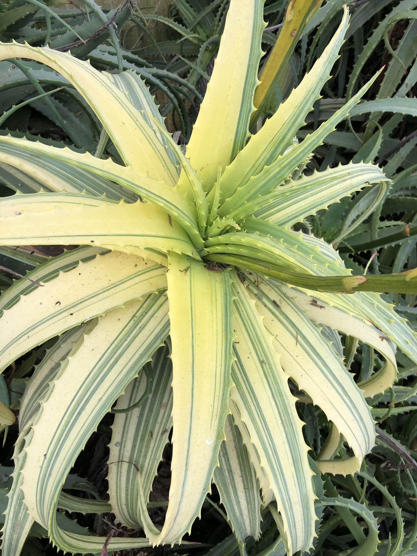 Aloe arborescens variegata