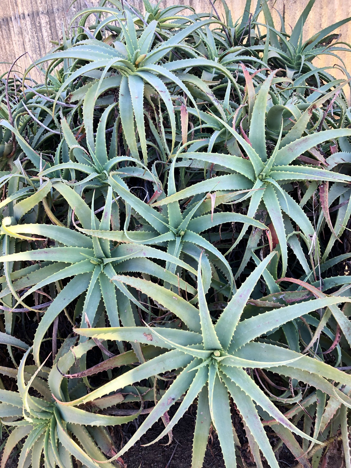 Aloe arborescens