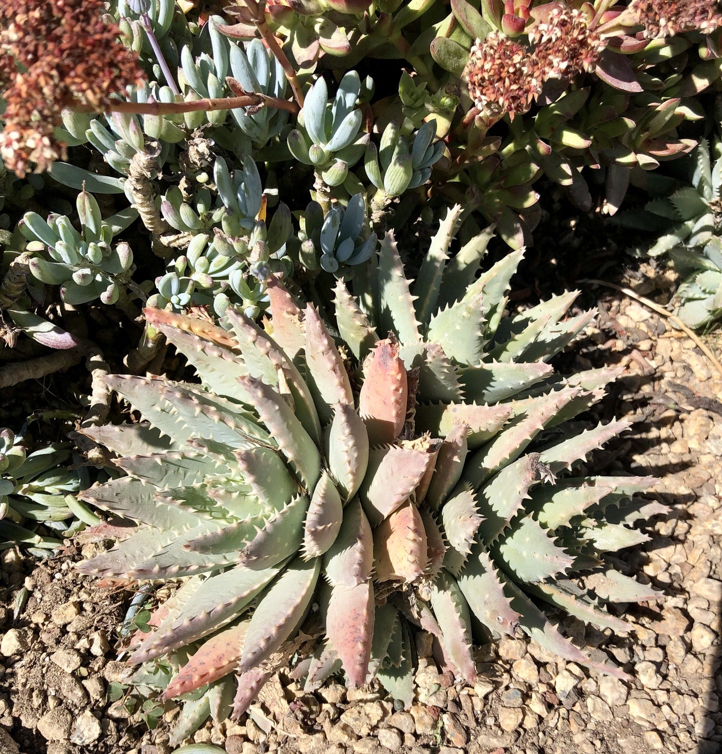 Aloe brevifolia
