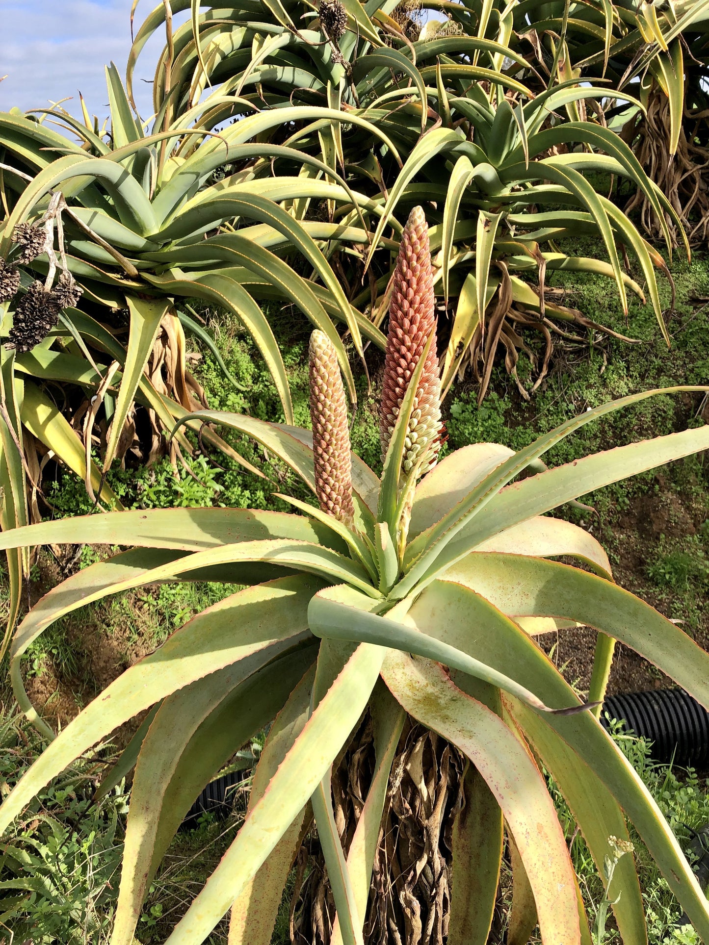 Aloe speciosa