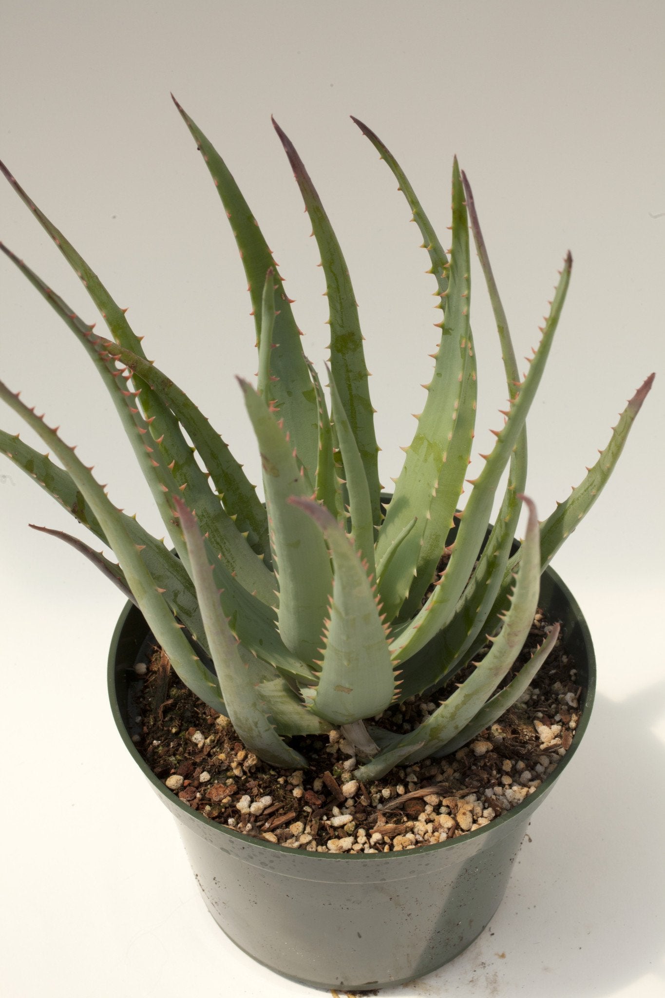 Aloe 'Blue Elf'  Succulent Gardens