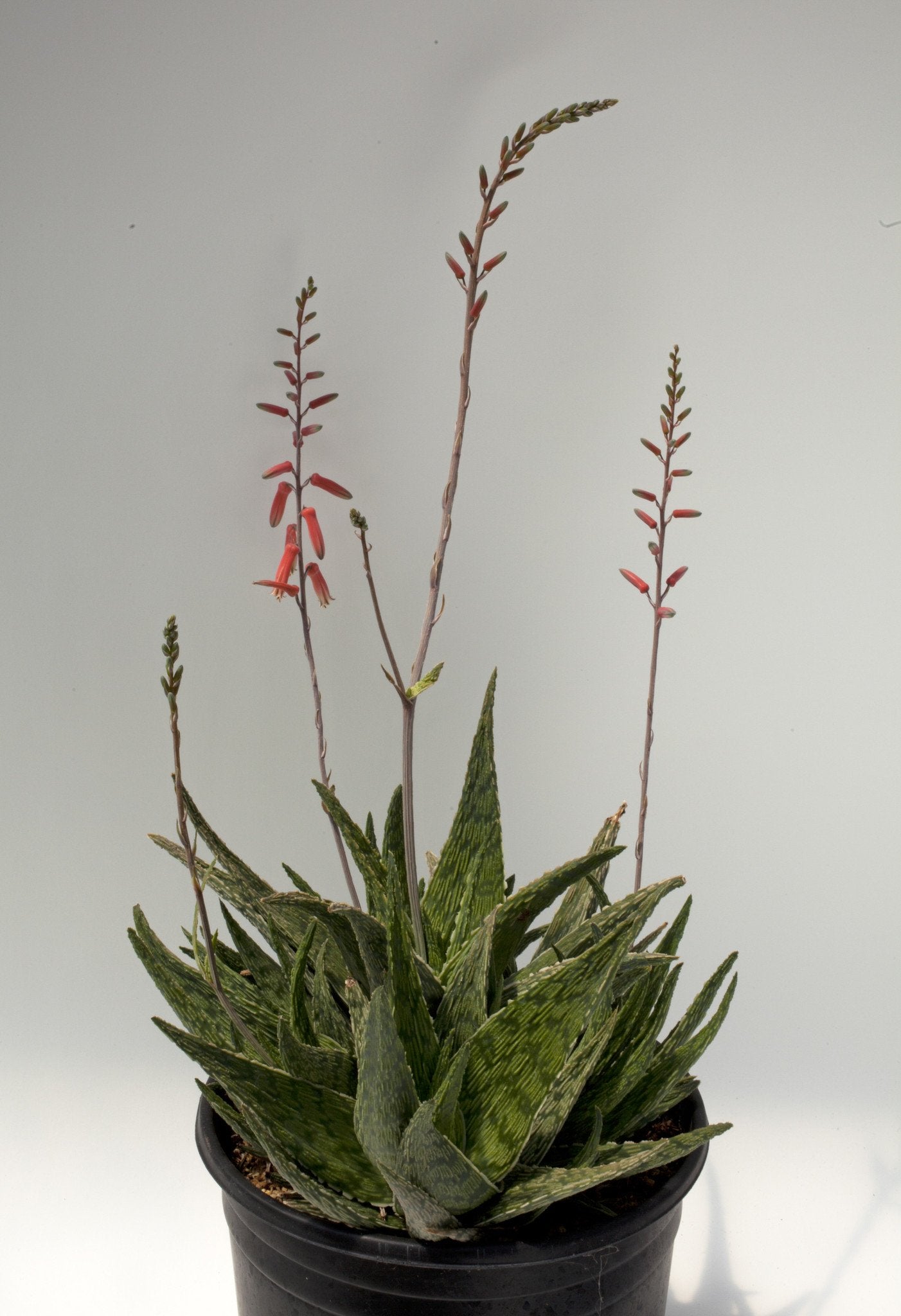 gray aloe vera plant Aloe 'Silver Ridge' – Succulent Gardens