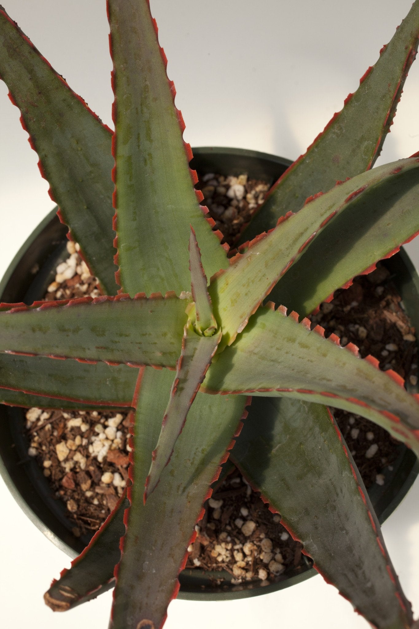 sunset aloe vera plant Aloe 'Sunset' – Succulent Gardens