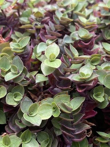 is callisia repens a succulent Callisia repens – Succulent Gardens