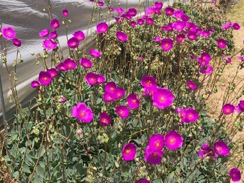 succulent plant with tall purple flowers Cistantha grandiflora – Succulent Gardens