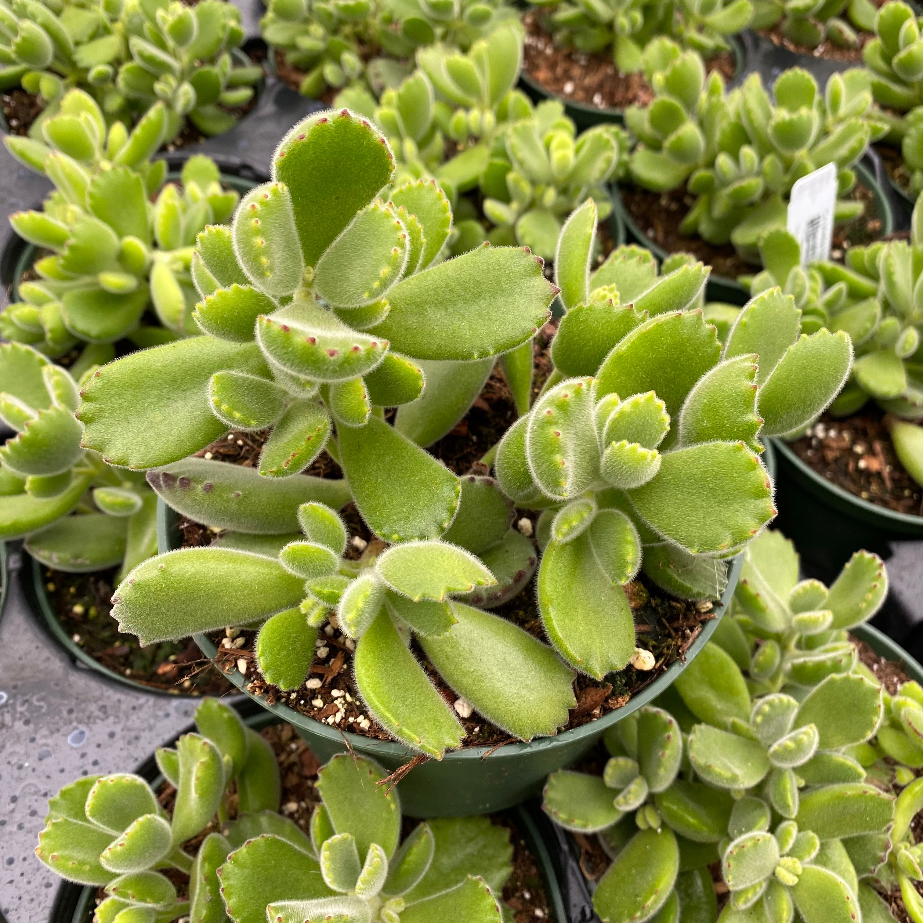 tomentosa succulent Cotyledon tomentosa – Succulent Gardens