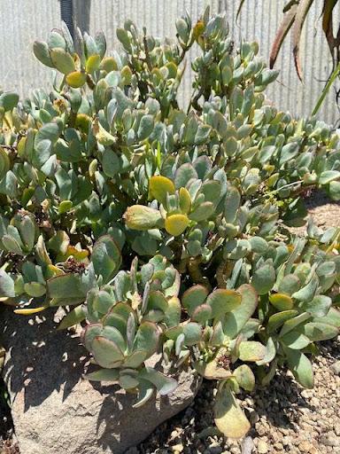 Crassula 'Blue Bird'