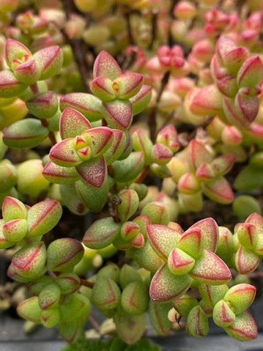 succulent with tiny leaves Crassula brevifolia – Succulent Gardens