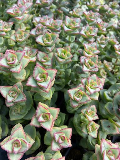 conjuncta succulent Crassula conjuncta – Succulent Gardens