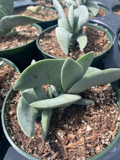 crassula falcata succulent Crassula falcata – Succulent Gardens