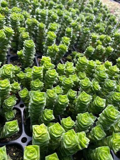 pagoda plant succulent Crassula 'Green Pagoda' – Succulent Gardens
