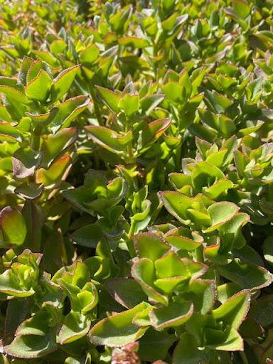broad flat leaf succulent Crassula lactea – Succulent Gardens