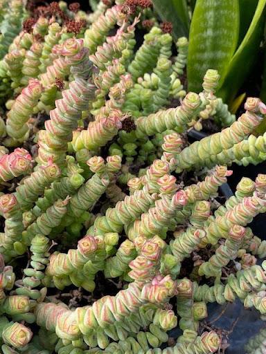Crassula marnieriana