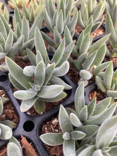 Crassula mesembryanthiodes