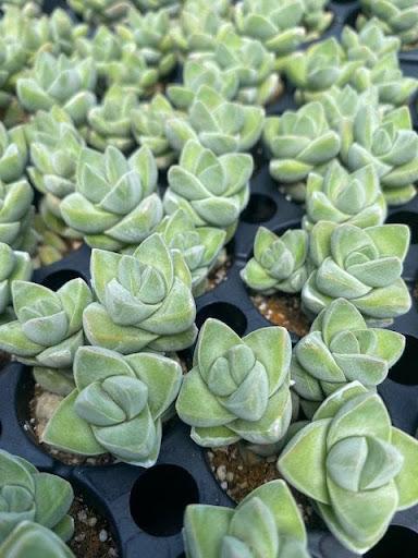 Crassula 'Moonglow' – Succulent Gardens