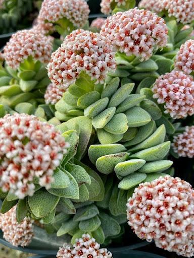 Crassula 'Morgan's Beauty'