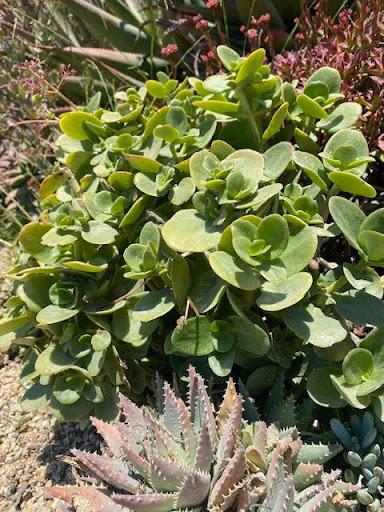 Crassula multiclava