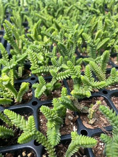 Crassula muscosa 'Watch Chain'