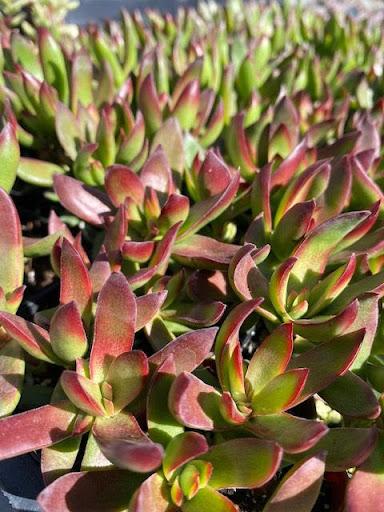 nudicaulis succulent Crassula nudicaulis – Succulent Gardens