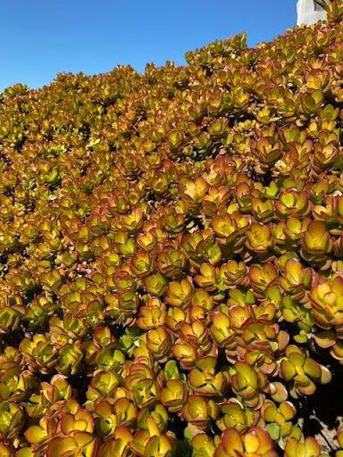Crassula ovata var. compacta