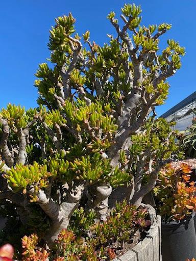 Crassula ovata 'ET'