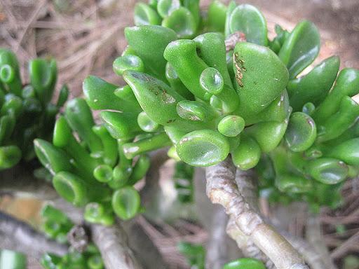Crassula ovata 'Gollum'