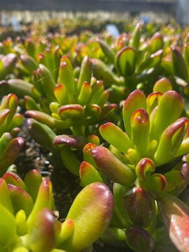 crassula hobbit jade plant Crassula ovata 'Hobbit' – Succulent Gardens
