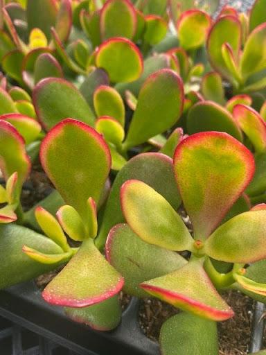 yellow jade succulent Crassula ovata 'Sunset Jade' – Succulent Gardens
