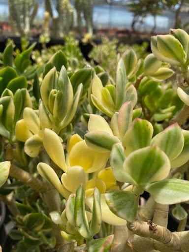 Crassula ovata variegata – Succulent Gardens