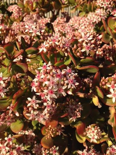 pink beauty jade plant Crassula ovata – Succulent Gardens