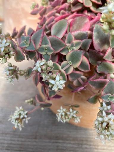 Crassula pellucida ssp. marginalis 'Variegata' – Succulent Gardens