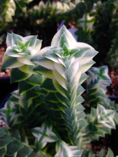 Crassula perforata variegata
