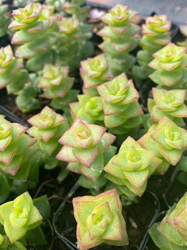 Crassula perforata