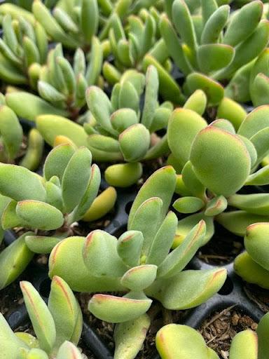 Crassula rogersii