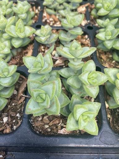 crassula rupestris succulent Crassula rupestris – Succulent Gardens