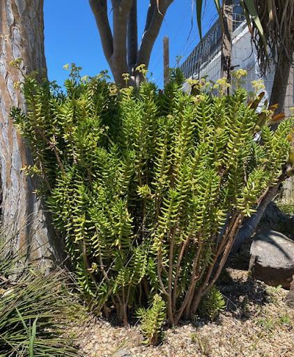 tree succulent Crassula tetragona – Succulent Gardens