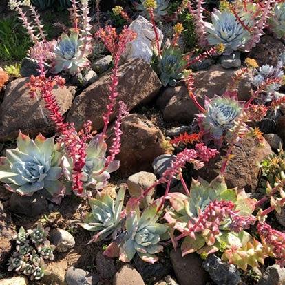 Dudleya brittonii (White)