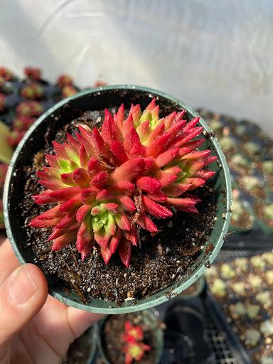 dudleya farinosa succulents Dudleya farinosa – Succulent Gardens