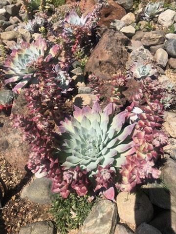 Dudleya hassei hybrid