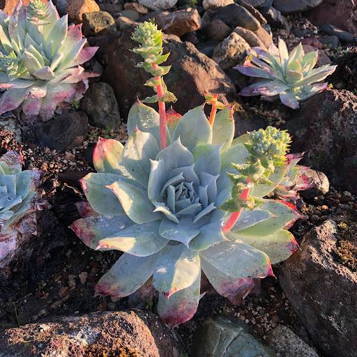 Dudleya pulverulenta