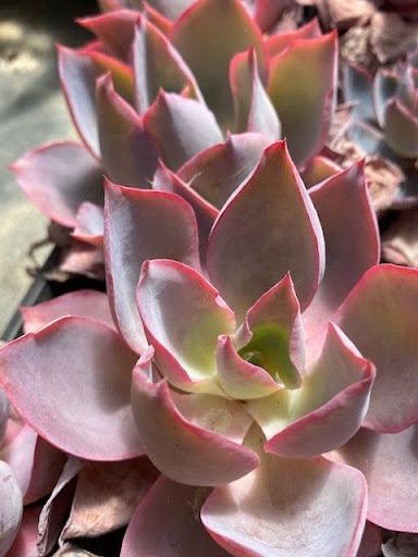 Echeveria 'Afterglow'