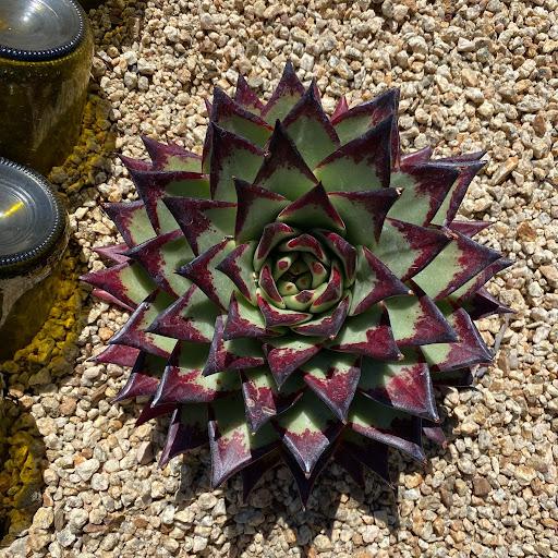 echeveria agavoides succulent Echeveria agavoides 'Ebony' – Succulent Gardens