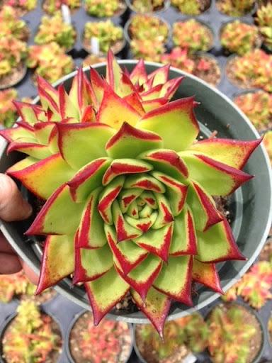echeveria lipstick succulent Echeveria agavoides 'Lipstick' – Succulent Gardens