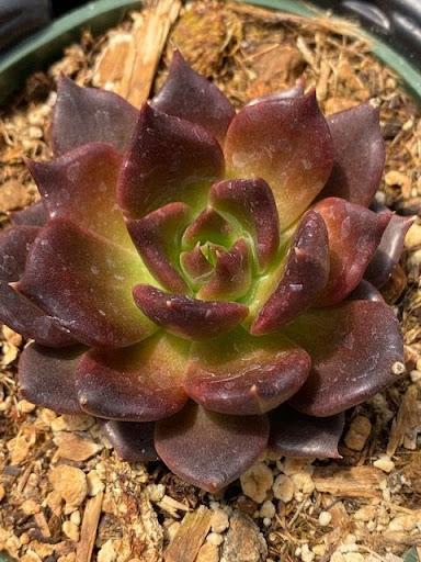 Echeveria 'Black Prince'