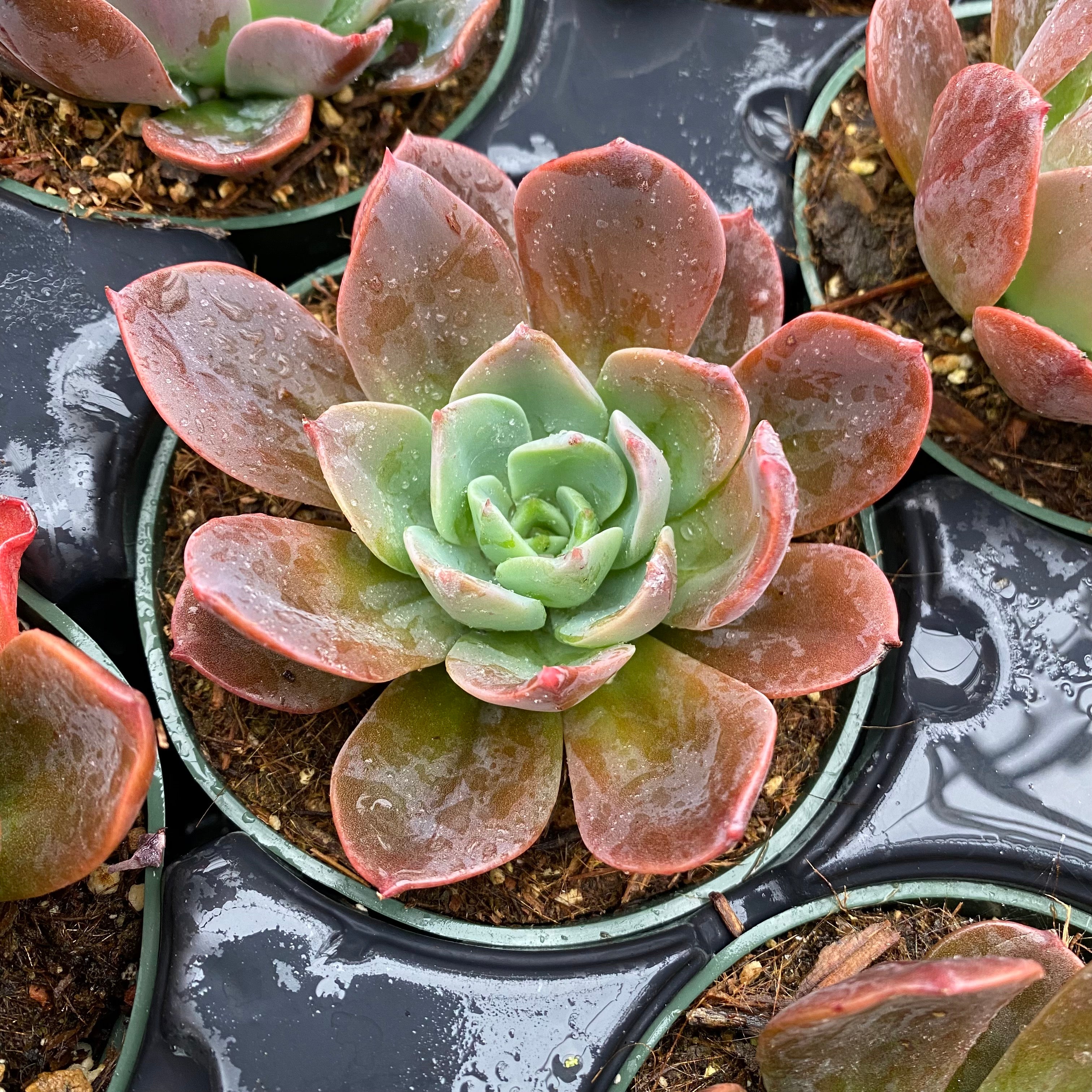 blue prince succulent care Echeveria 'Blue Prince' – Succulent Gardens